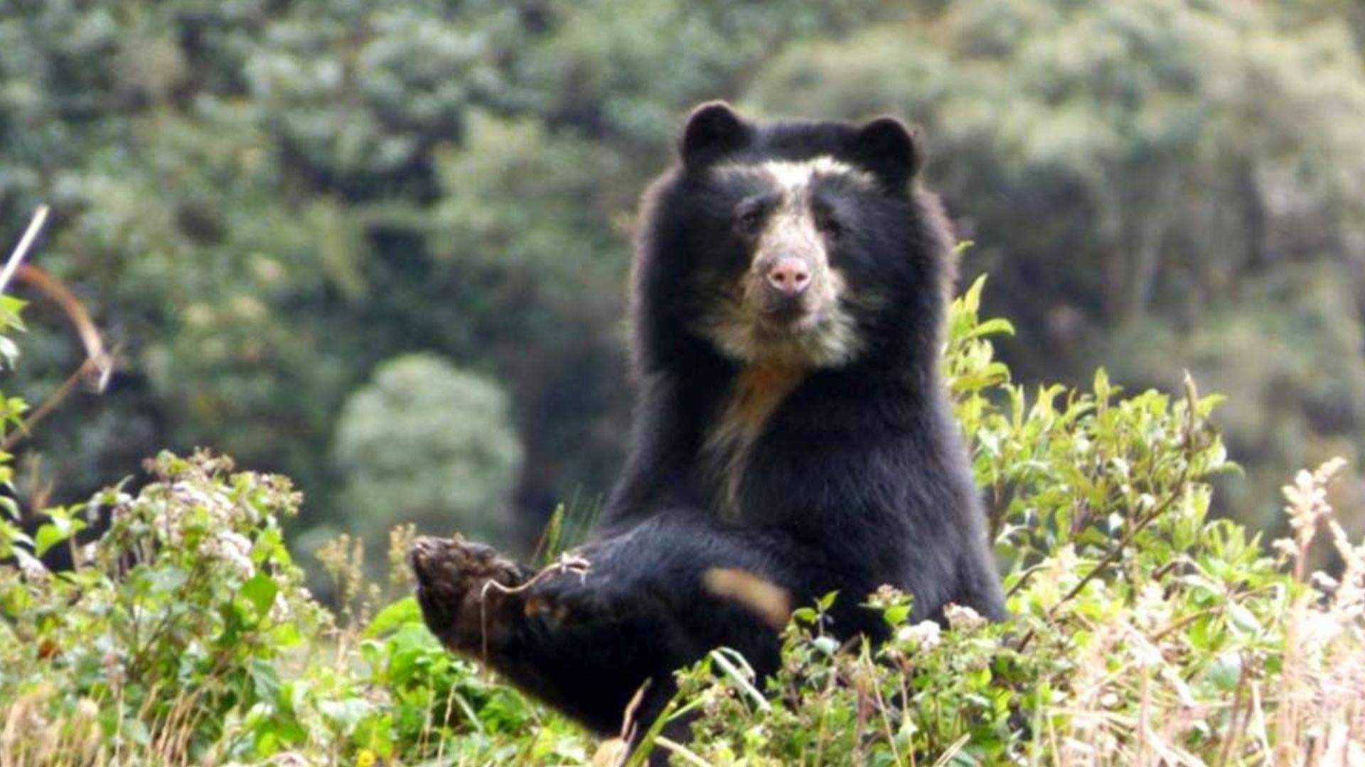 La vida secreta del oso de anteojos